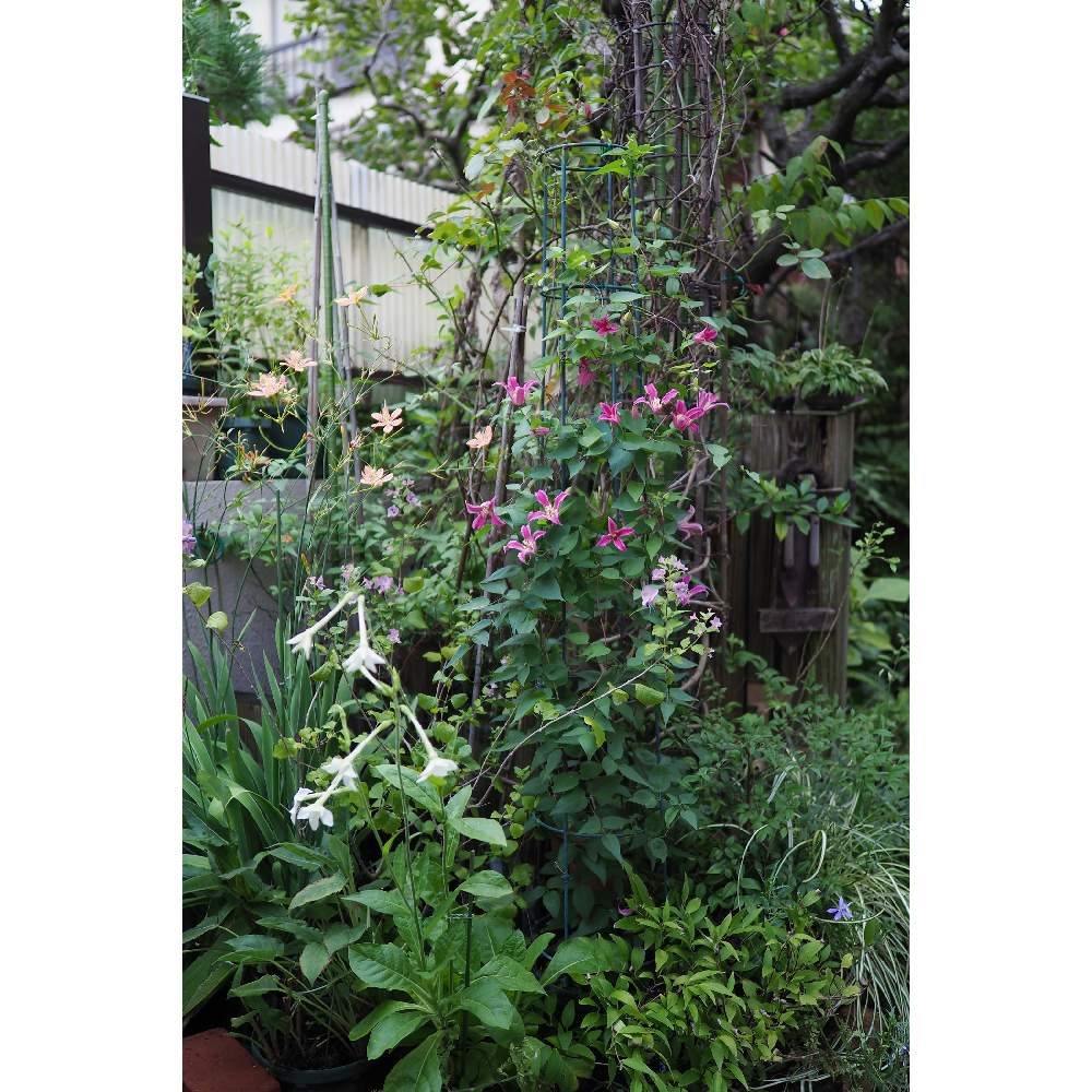 小さな庭の画像 by 我楽多さん | 小さな庭といつもの箱庭（箱庭正面）とOM-D E-M1ⅡとOLY 17mm F1.2と九月の箱庭と箱庭正面