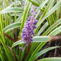 ヤブランの画像