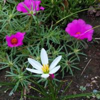 タマスダレ,マツバボタンの画像