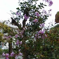 サルスベリの画像