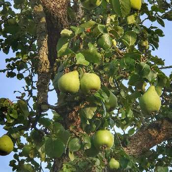 ナシ属の投稿画像一覧 Greensnap グリーンスナップ