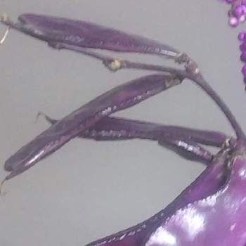 フジマメ ルビームーンの投稿画像一覧 Greensnap グリーンスナップ