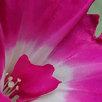 アサガオの花の画像 by ふささん | アサガオの花とおうち園芸とアサガオの芯が可愛いと癒やされてと❤️可愛い