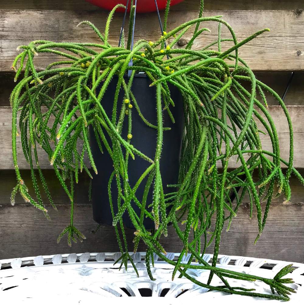 リプサリス ホリダの投稿画像 By Yappieさん リプサリス バッキフェラと窓辺とサボテン科とオランダとサボテンコレクション とリプサリス 属とipad撮影と海外と海外暮らしとサボテン科とオランダとサボテンコレクション とリプサリス属とipad撮影と海外と海外