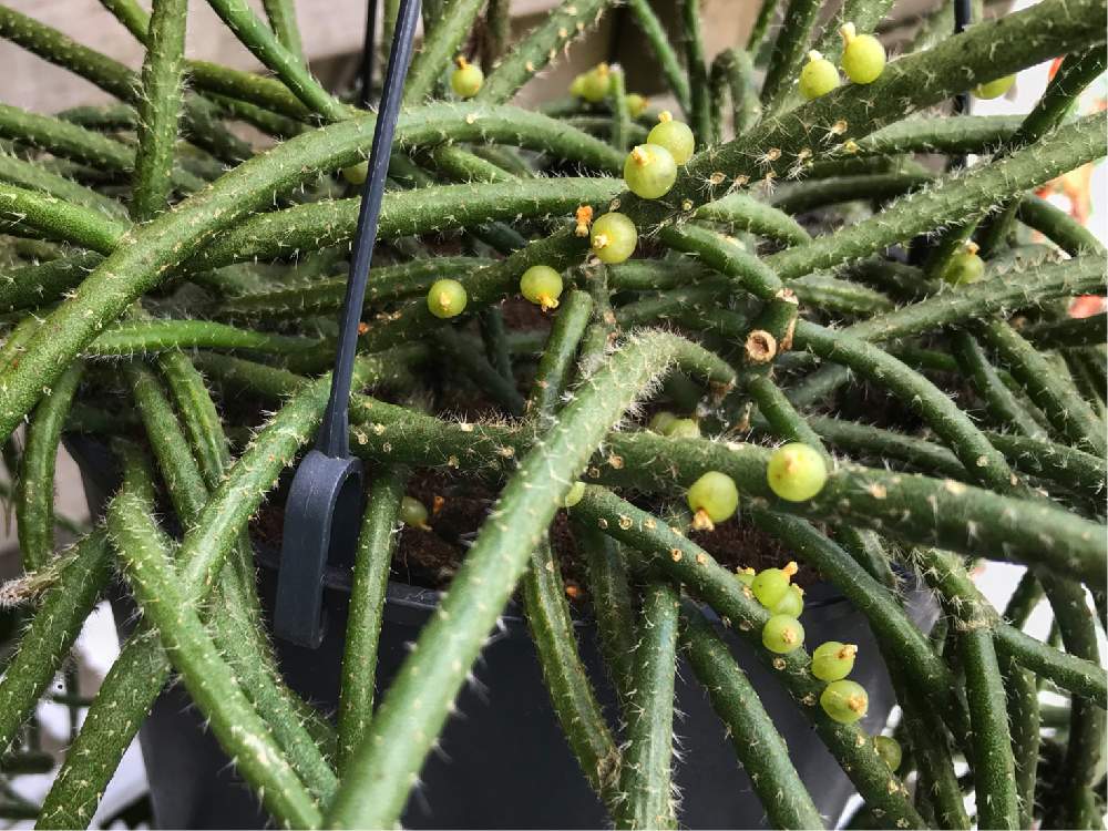 リプサリス ホリダの投稿画像 By Yappieさん リプサリス バッキフェラとサボテン科と種子とオランダとリプサリス属とipad撮影と海外と海外暮らし 月9月14日 Greensnap グリーンスナップ