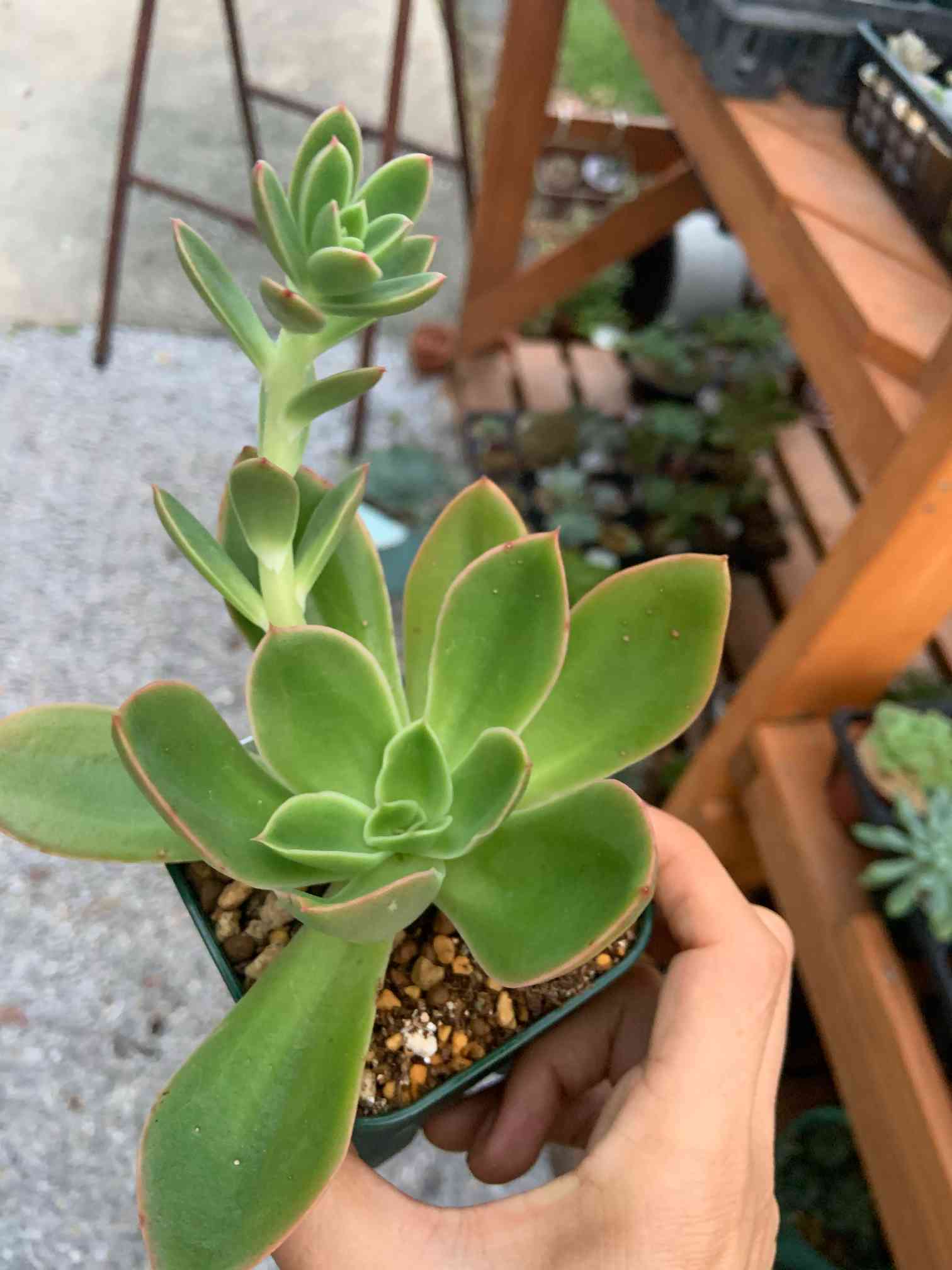 多肉植物 シルクベル