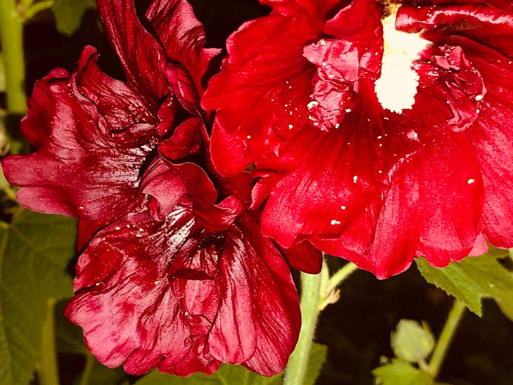 赤い花の投稿画像 By Aoiさん タチアオイ 月9月14日 Greensnap グリーンスナップ