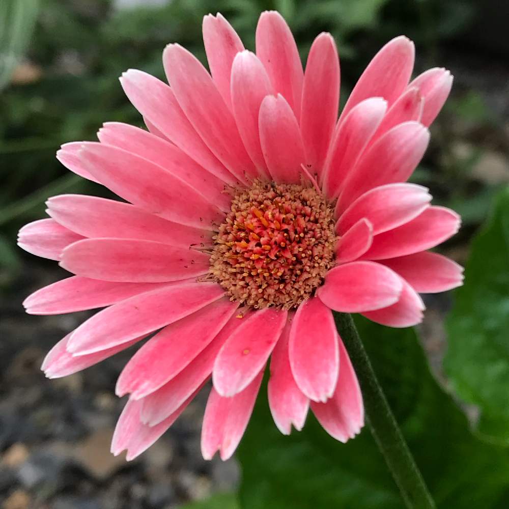 ガーデンガーベラの投稿画像 By トッティーさん ガーデニングと花のある暮らしと零れ種 月9月14日 Greensnap グリーンスナップ