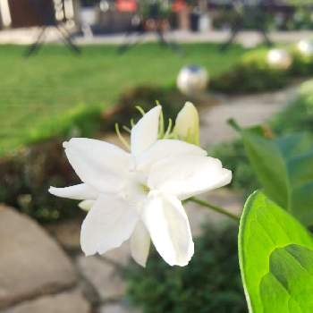 アラビアンジャスミン の投稿画像一覧 Greensnap グリーンスナップ