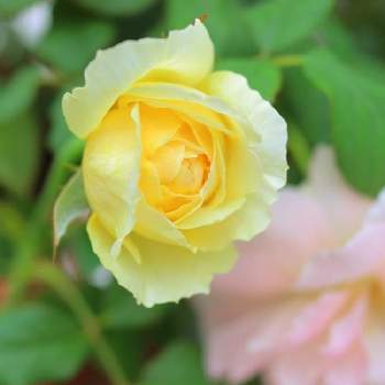 バラ  ザポエッツワイフの画像 by モコママさん | 薔薇♪とバラを楽しむとばら バラ 薔薇とバラ  ザポエッツワイフ