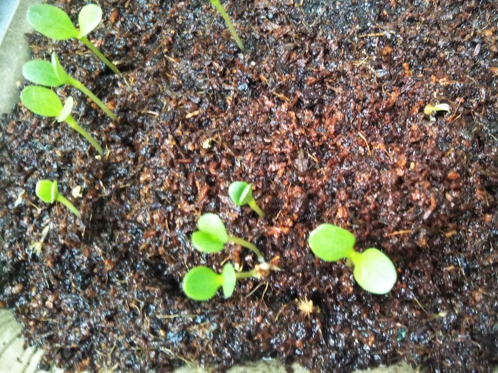 矢車草の投稿画像 By Misarin16さん 種まきから育てると エディブルフラワーとたねまきとおうち園芸 月9月14日 Greensnap グリーンスナップ