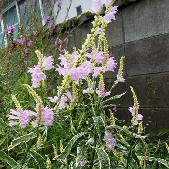 斑入りトラノオの投稿画像一覧 Greensnap グリーンスナップ