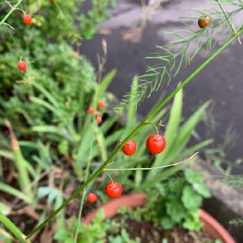 アスパラガスの赤い実の画像 by ふみちゃんさん | 小さな庭とアスパラガスの赤い実と家庭菜園