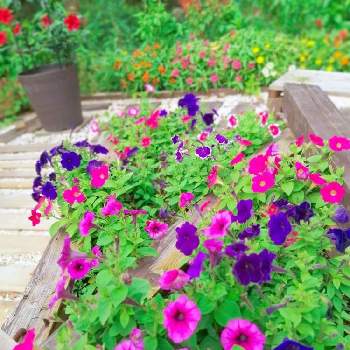 色々いろいろの画像 by TAKA丸さん | 広い庭とジニアとペチュニアとサンパラソルと色々いろいろと花壇と花壇DIYとおうち園芸とおうちを彩る花とDIY