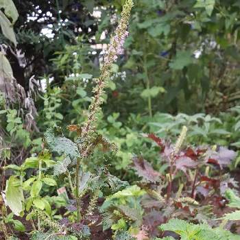 赤紫蘇の花芽の投稿画像一覧 Greensnap グリーンスナップ