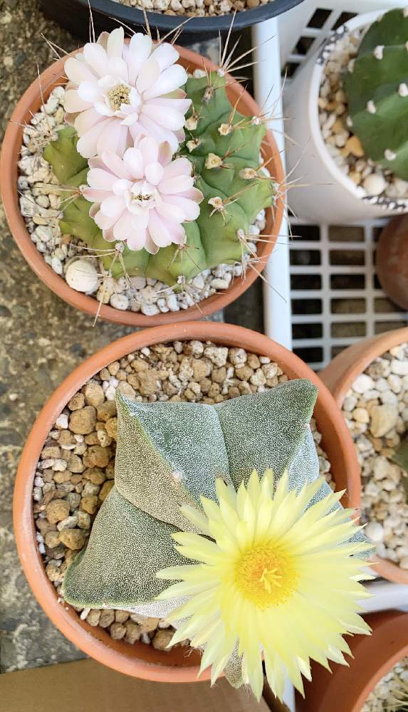の画像 by Succulent Eyeさん | sabotenと#cactusとpinky flowerとyellow flowerとcactii