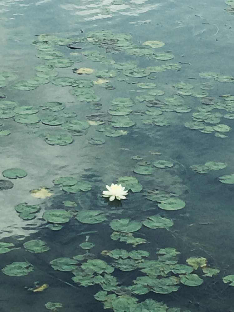 スイレンの投稿画像 By ブルーネストさん 水辺の風景と睡蓮の花と湖の風景と水辺の風景と睡蓮の花と湖の風景 月9月14日 Greensnap グリーンスナップ Greensnap グリーンスナップ