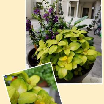 リシマキアリッシーの画像 by Etsuさん | 玄関とアンゲロニア セレニータとリシマキアリッシーとお花に癒されると寄せ植えとちいさな幸せ♡とおうち園芸と緑のある暮らしと鉢植えと花のある暮らし