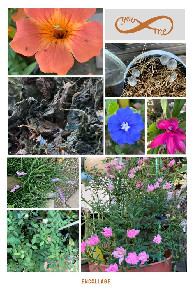 アメリカンブルーの投稿画像 By ちなママさん ノウゼンカズラと干した青じそと猫草にキノコとクルクマとヤブランと今日のミニバラ ミサキとミニバラおやゆび姫と花のある暮らしと小さな庭 とおうち園芸とおうちを彩る花 月9月14日 Greensnap グリーンスナップ