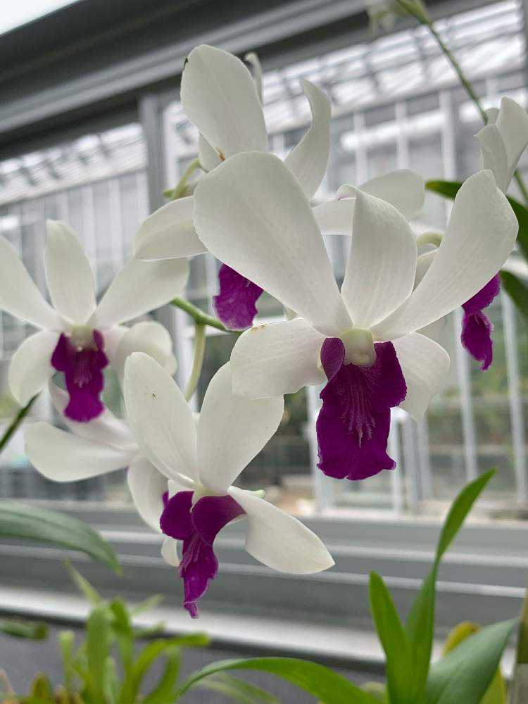 小石川植物園の散策 9月の温室 Greensnap グリーンスナップ