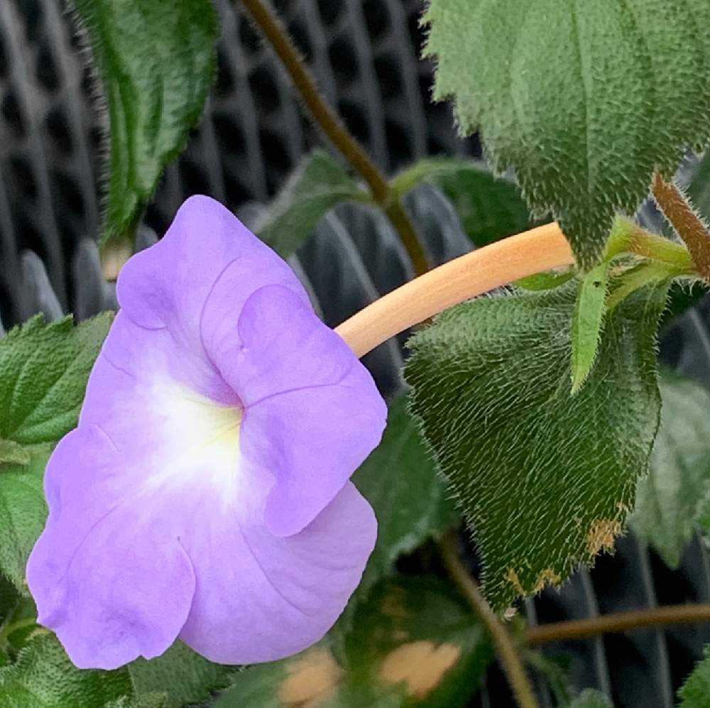 小石川植物園の散策 9月の温室 Greensnap グリーンスナップ