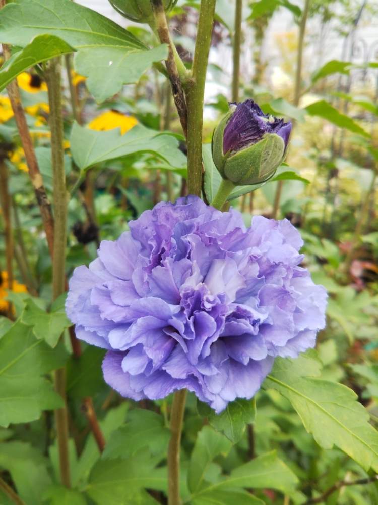 ムクゲ 紫玉 の投稿画像 By Askさん みどりのある暮らしと花木とno Green No Lifeと緑のある暮らしと庭木とガーデニングと花 のある暮らしと北海道の庭と北海道 月9月14日 Greensnap グリーンスナップ