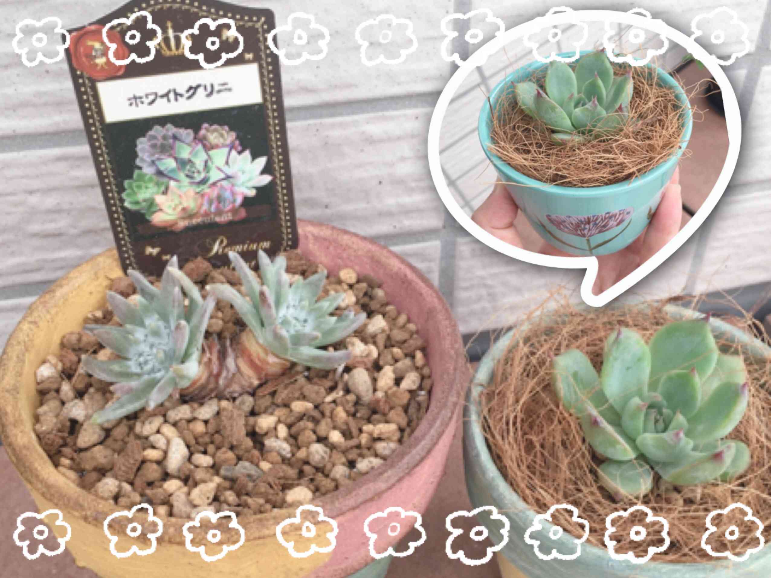 ホワイトグリニーの育て方｜🍀GreenSnap（グリーンスナップ）