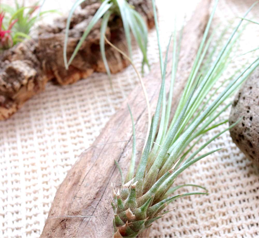 チランジアの投稿画像 By Keikoさん チランジア ジュンシフォリアとエアプランツ チランジアとみどりのある暮らしと流木 とエアープランツとおうち園芸とチランジア属と多年草と流木とエアプランツとエアープランツ チランジア 月9月14日 Greensnap グリーン