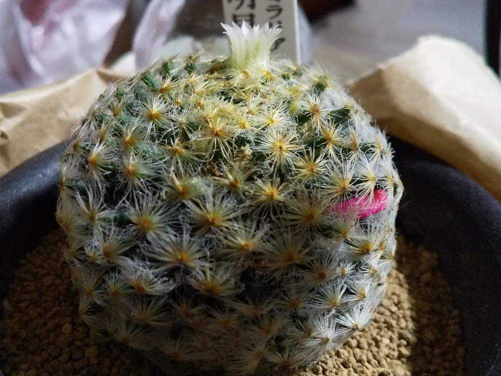 マミラリア 明星｜🍀GreenSnap（グリーンスナップ）