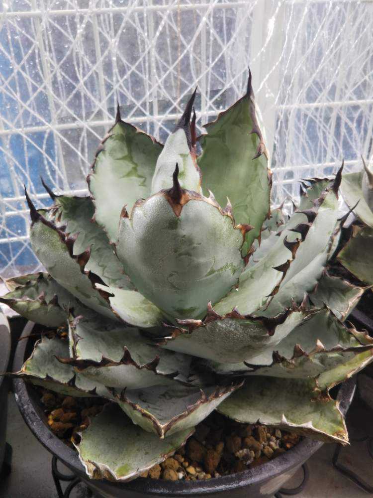 我が家のチタノタず????|????GreenSnap(グリーンスナップ) 我が家のチタノタず????|????GreenSnap(グリーンスナップ)