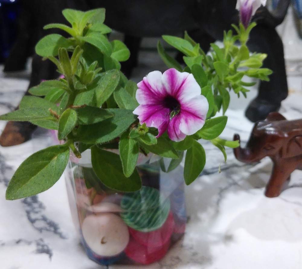 ペチュニアの投稿画像 By ゆんさん 部屋とペットボトルと色つき碁石とペットボトルと色つき碁石 月9月14日 Greensnap グリーンスナップ Greensnap グリーンスナップ