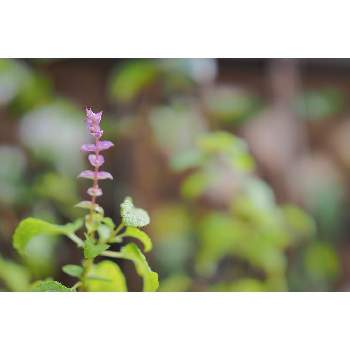 ９月の花の画像 by 我楽多さん | 小さな庭とオルトシフォン ラビアツスと９月の花とOM-D E-M1ⅡとOLY 17mm F1.2