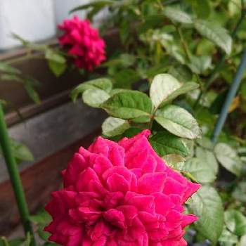 ジプシー ソウルの画像 by 山ちゃんさん | バラとジプシー ソウルと昨日のバラと中香と鉢植えと花のある暮らしと我が家のバラ