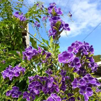 咲き誇るの画像 by お伽草詩さん | お出かけ先とデュランタと紫色と会社の帰り道とところ狭しとつる性の植物と鈴なりと咲き誇ると密集していると青い花マニア