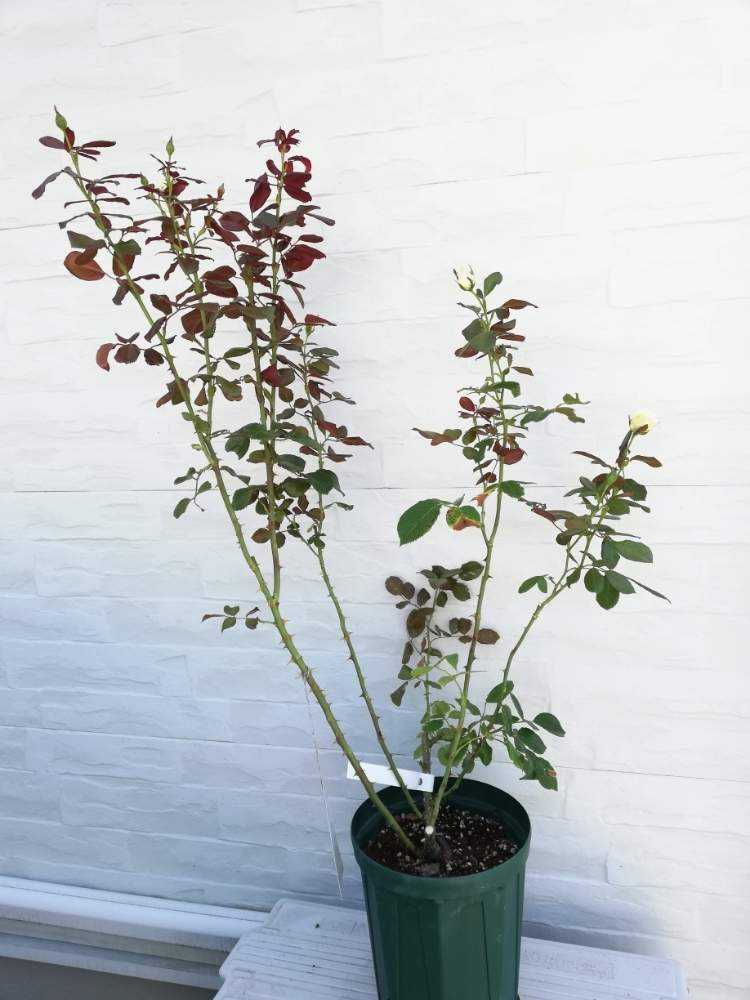 トップ イングリッドべタンクール バラ苗 大苗 植物 観葉植物 Www Berilicco Com Br