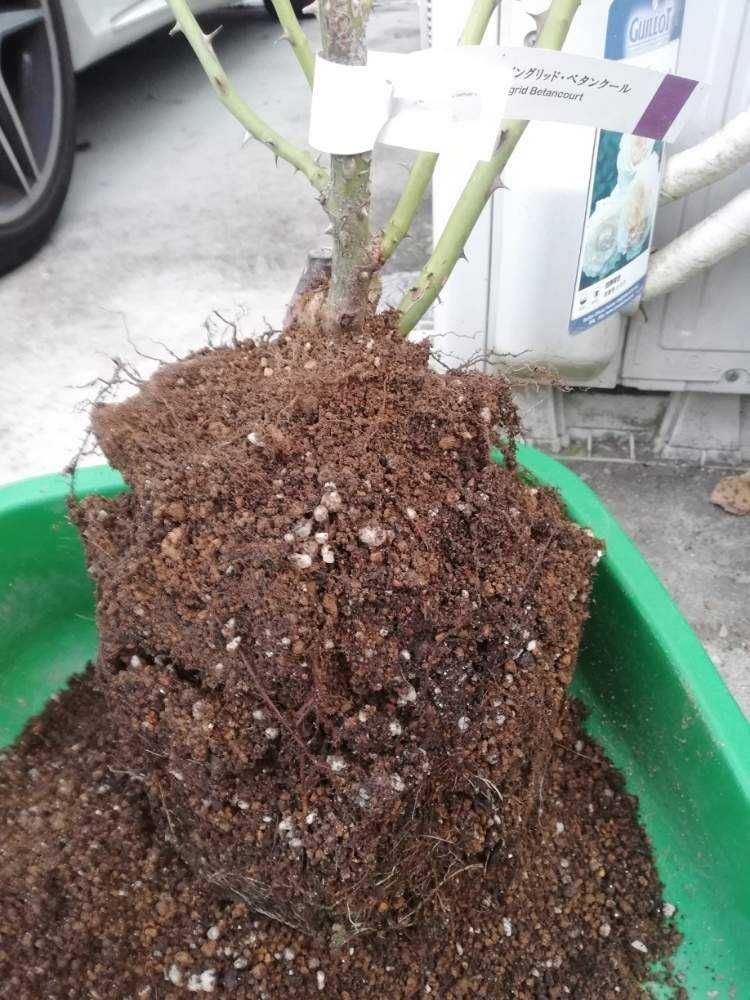 見切り品のイングリッド ベタンクール 02 26購入 Greensnap グリーンスナップ