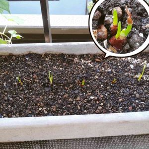 わけぎ,プランター野菜,自家製野菜,ヒガンバナ科,プランター菜園の画像