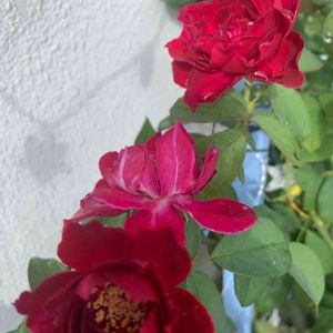 バラ鉢植え,フロントガーデン,バラ初心者,バラの新苗,オデュッセイア バラの画像