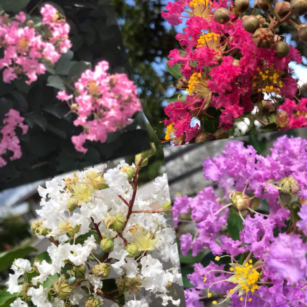 百日紅 サルスベリ の投稿画像 By Fumi Sanさん 癒しの色とピンクの花と花のある風景とお気に入り と花壇と思い出の花と癒しの風景と癒しの花とハート 月9月15日 Greensnap グリーンスナップ