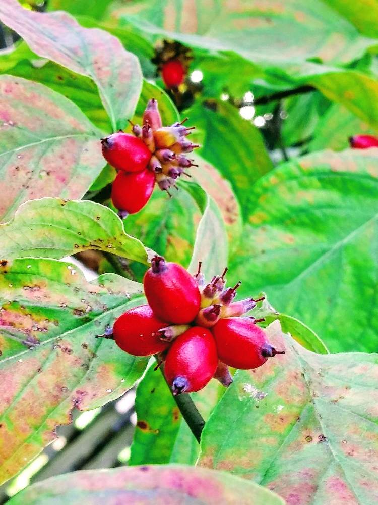 ハナミズキの投稿画像 By みいちゃんさん 実のなる木と可愛い実のなる木と実のなる植物と赤い実と朝のウォーキングとハナミズキの赤い実 月9月15日 Greensnap グリーンスナップ