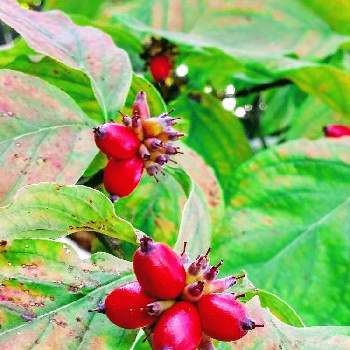 可愛い実のなる木の画像 by みいちゃんさん | ハナミズキと実のなる木と可愛い実のなる木と実のなる植物と赤い実と朝のウォーキングとハナミズキの赤い実