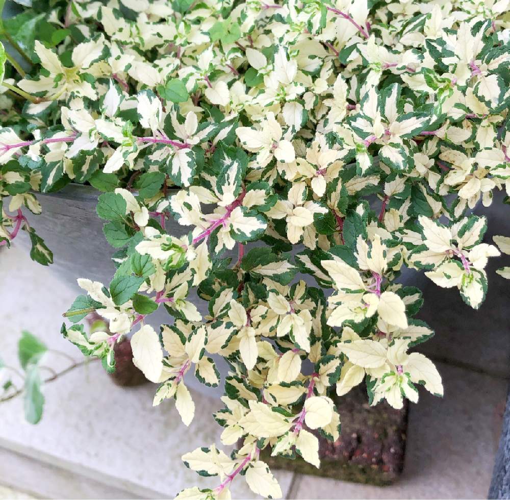 ベロニカ レッドラインコンパクタの投稿画像 By Happier さん ベロニカとカラーリーフと植物 のある暮らしと青い花とおうち園芸と赤い茎と鉢植えとレッドステムと斑入り とグリーンと寄せ植え 月9月15日 Greensnap グリーンスナップ