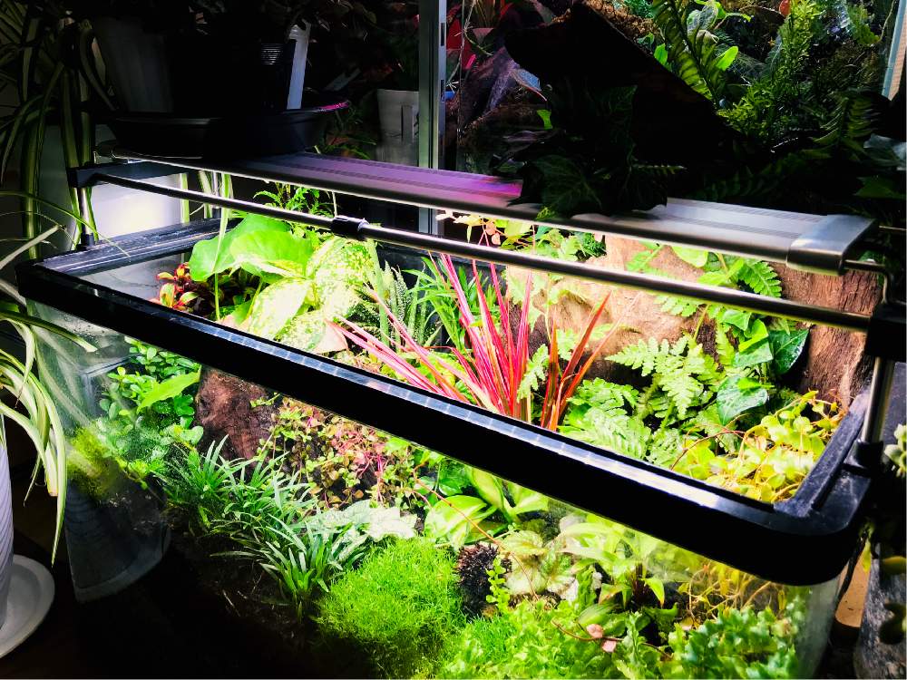 ジュエルオーキッドの投稿画像 By Go Yaチャンプルン さん 観葉植物と着生ランと食虫植物と室内温室と多年生多肉植物とテラリウム水槽 とおうち園芸とパルダリウムとリビングジャングル化とビオトープ水槽とおうちを彩る花とメキシカンプランツと塊根植物 コーデック