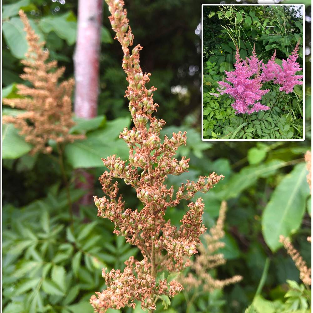 実家の庭の投稿画像 By まなさん 花後の姿とアスチルベとお出かけ先と実家の庭と花後の姿 月9月15日 Greensnap グリーンスナップ Greensnap グリーンスナップ