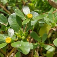 スベリヒユ,スベリヒユ科,スベリヒユ属,スベリヒユ科スベリヒユ属,おうち園芸の画像