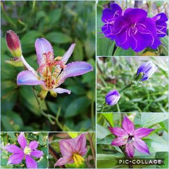 紫トウガラシの花の画像 by こよー2ndさん | シコンノボタン(紫紺野牡丹)とチコリの花とおうちde菜園とクレマチス、ジュエリーローズとおうち園芸とホトトギス「江戸の花」と紫トウガラシの花