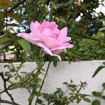 薔薇が大好きの画像 by グッチさん | エントランスとピンクの花と我が家の薔薇と薔薇が大好きとおうち園芸