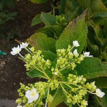 あじさい 秋に咲く 墨田の花火の投稿画像一覧 Greensnap グリーンスナップ