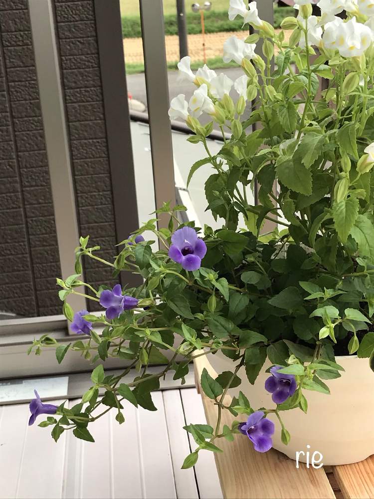スーパートレニアカタリーナ ブルーリバーの投稿画像 By りえねこさん 繊細な容姿と寄せ植えと癒しと西日と清涼感とおうち園芸とブルーのお花とガーデニング初心者とすのこ棚 月9月15日 Greensnap グリーンスナップ