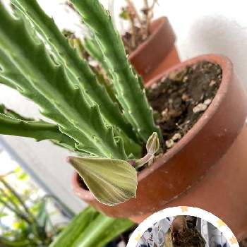 グロい花の投稿画像一覧 Greensnap グリーンスナップ